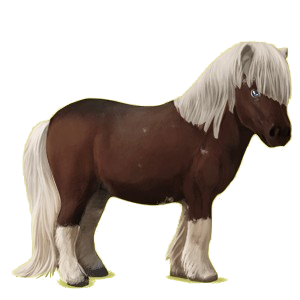 Pony Shetlandpony Rappe