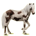 Reitpferd Isländer Cremello