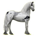 Reitpferd Friese Rappe
