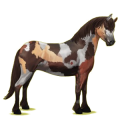 Pony Quarter Pony Falbe
