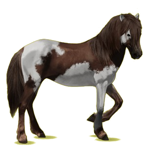 Reitpferd Isländer Fuchs