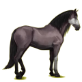 Reitpferd Rotbrauner
