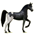 Reitpferd Araber Mausgrau