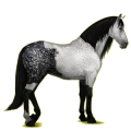 Reitpferd Andalusier Apfelschimmel
