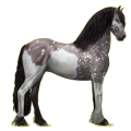 Reitpferd Friese Rappe
