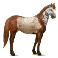 Reitpferd Paint Horse Fuchs mit Tobiano-Scheckung