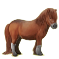 Pony Shetlandpony Fuchs