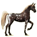 Reitpferd Araber Dunkelfuchs