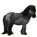 Pony Shetlandpony Dunkelfuchs