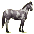 Reitpferd Paint Horse Mausgrauer mit Tobiano-Scheckung