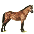 Pony Deutsches Reitpony Brauner