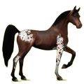 Reitpferd Apfelschimmel