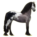 Reitpferd Friese Rappe