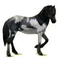 Reitpferd Isländer Fuchs
