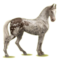 Reitpferd Marwari Rappe