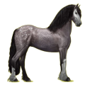 Reitpferd Friese Rappe