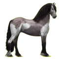 Reitpferd Friese Rappe