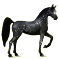 Reitpferd Araber Rotbrauner
