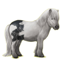 Pony Shetlandpony Mausgrauer mit Tobiano-Scheckung