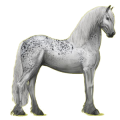 Reitpferd Friese Rappe