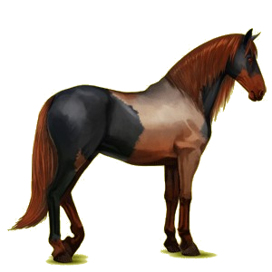 Reitpferd Andalusier Rotbrauner