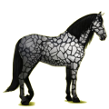Reitpferd Andalusier Apfelschimmel