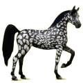 Reitpferd Araber Rappe