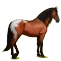Reitpferd Andalusier Rotbrauner