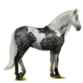 Reitpferd Andalusier Hellgrau