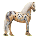 Reitpferd Friese Rappe