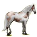 Reitpferd Andalusier Cremello