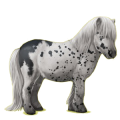 Pony Shetlandpony Brauner