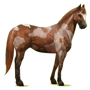 Reitpferd Paint Horse Palomino mit Tobiano-Scheckung