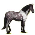 Reitpferd Andalusier Hellgrau