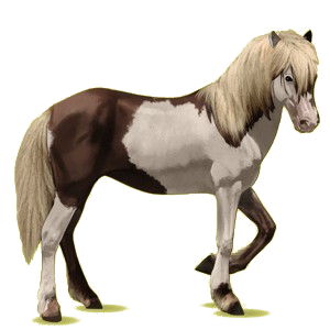 Reitpferd Isländer Dunkelbrauner