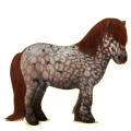 Pony Shetlandpony Rotbrauner