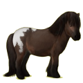 Pony Shetlandpony Fuchs mit heller Mähne