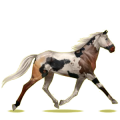 Reitpferd Orlow-Traber Fuchs