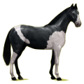 Reitpferd Apfelschimmel