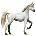 Reitpferd Araber Hellgrau
