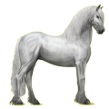 Reitpferd Friese Rappe