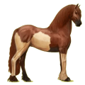 Reitpferd Friese Rappe