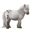 Pony Shetlandpony Apfelschimmel