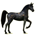 Reitpferd Araber Dunkelbrauner