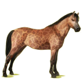 Pony Falbe