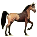 Reitpferd Araber Rotbrauner