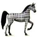 Reitpferd Araber Hellgrau