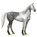 Reitpferd Mustang Dunkelfuchs