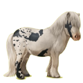 Pony Shetlandpony Dunkelfuchs mit Tobiano-Scheckung