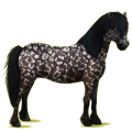 Pegasus-Pony Neufundland Pony Rappe